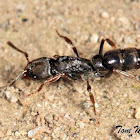 Panther Ant
