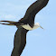 Frigatebird