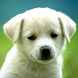 Dog Training Tips