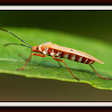 Cotton Stainer