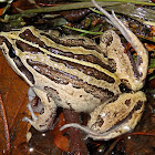 Striped Marsh frog
