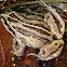 Striped Marsh frog