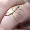Smooth Stick insect (baby)