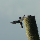 Belted Kingfisher