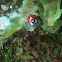 Asian Lady Beetle, Japanese Ladybug, Harlequin Lady Bird