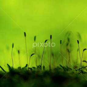 Moos by Milica Đorđević - Nature Up Close Other plants