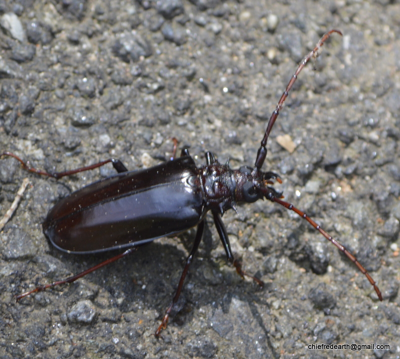 Long-horned beetles