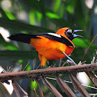 João-pinto (Orange-backed troupial)