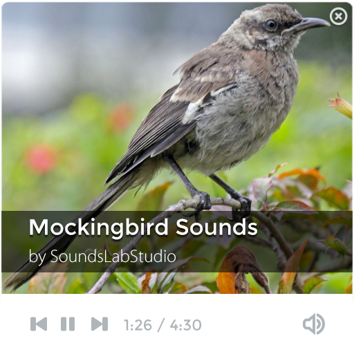 Mockingbird Sounds