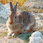 Nuttall's Cottontail