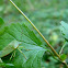 Green Stink Bug