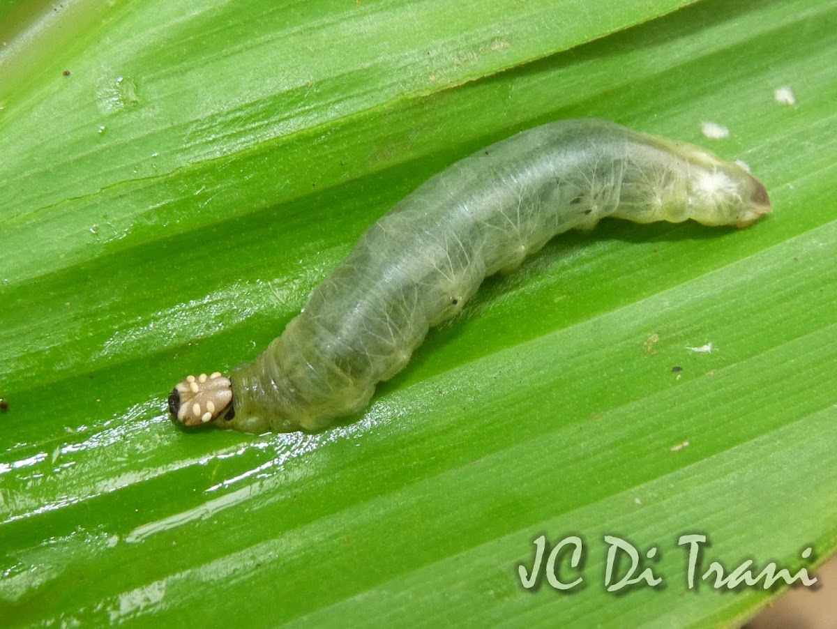 Tachinid Fly Parasited Caterpillar