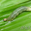 Tachinid Fly Parasited Caterpillar
