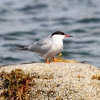 Common Tern