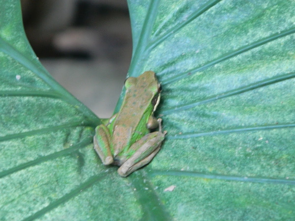 White-lipped Frog