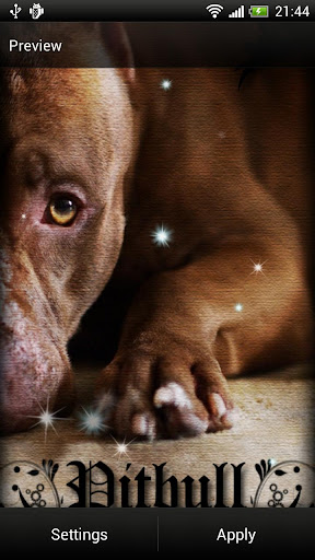 Pitbull Dog Live Wallpaper