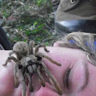 Golden Brown Baboon Spider