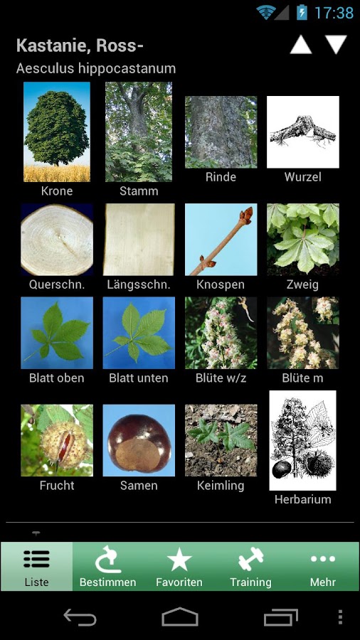 iForest Trees and shrubs Android Apps on Google Play