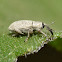 Gray Sunflower Seed Weevil