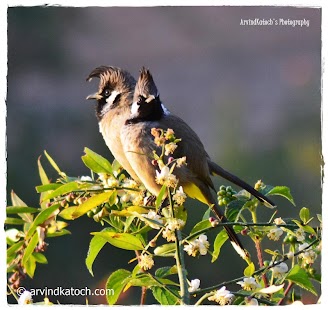 How to download Birds Photography and Detail patch 2.1 apk for laptop