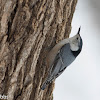 White-breasted Nuthatch