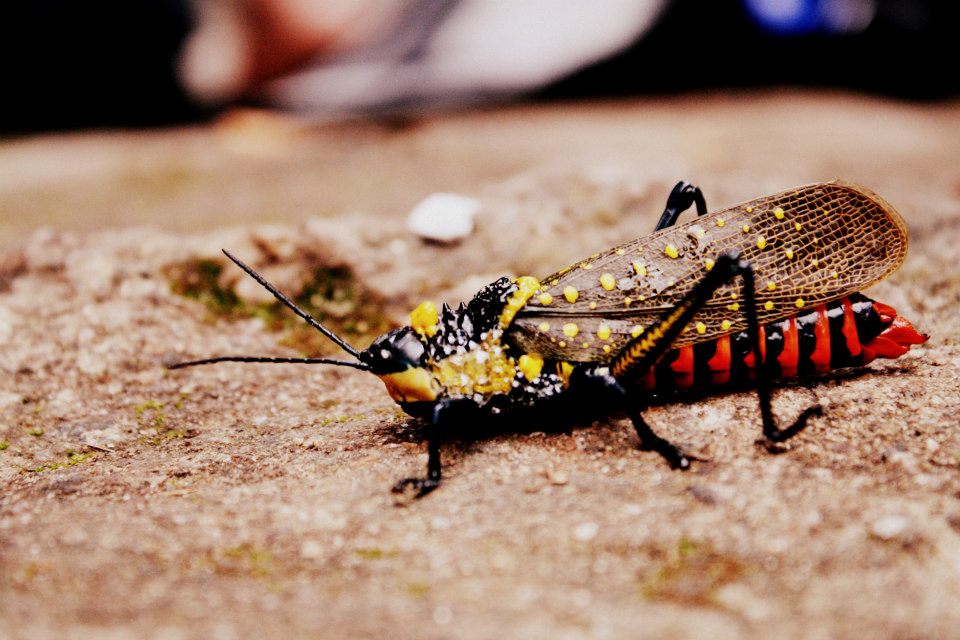 Spotted Grasshopper