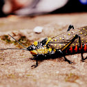 Spotted Grasshopper