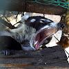 White-nosed coati