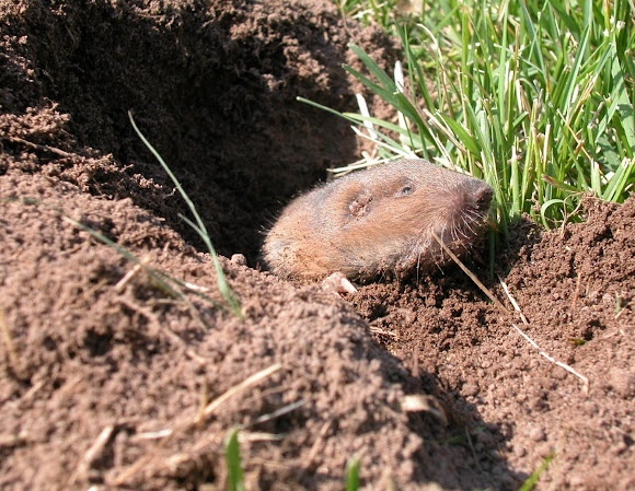 Plains pocket gopher | Project Noah