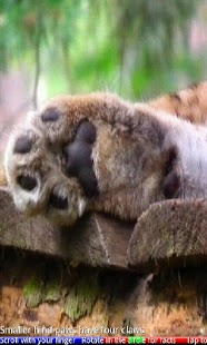 Animal Paws and Claws 2 FREE - náhled