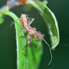 Assassin Bug nymph