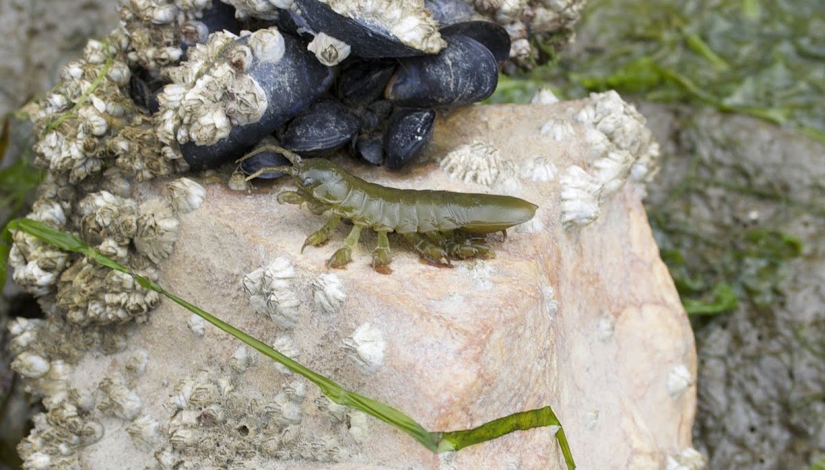 Rockweed Isopod