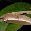 Ailanthus Defoliator Moth
