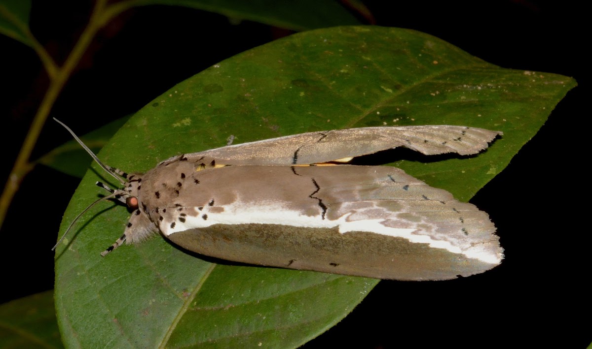 Ailanthus Defoliator Moth