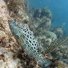 Yellowfin grouper