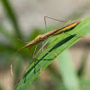 Lesser Rice Bug