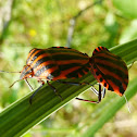 Italian Striped-Bug (copulation) ♂♀