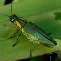 metallic wood-boring beetle, jewel beetle