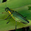 metallic wood-boring beetle, jewel beetle
