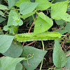 Winged bean