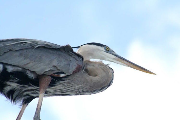 A heron lands near St. Petersburg, Florida.