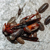 Pillbugs vs. red wasp