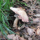Flat-bulb mushroom