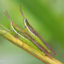 Slant faced grasshopper