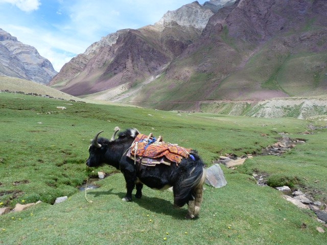 yak