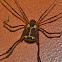 Harvestman opiliones Spider