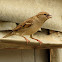 House Sparrow