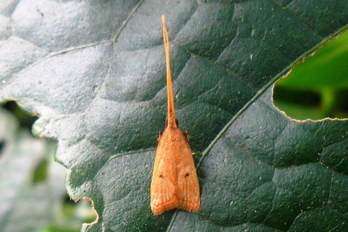 Long Horned Moth