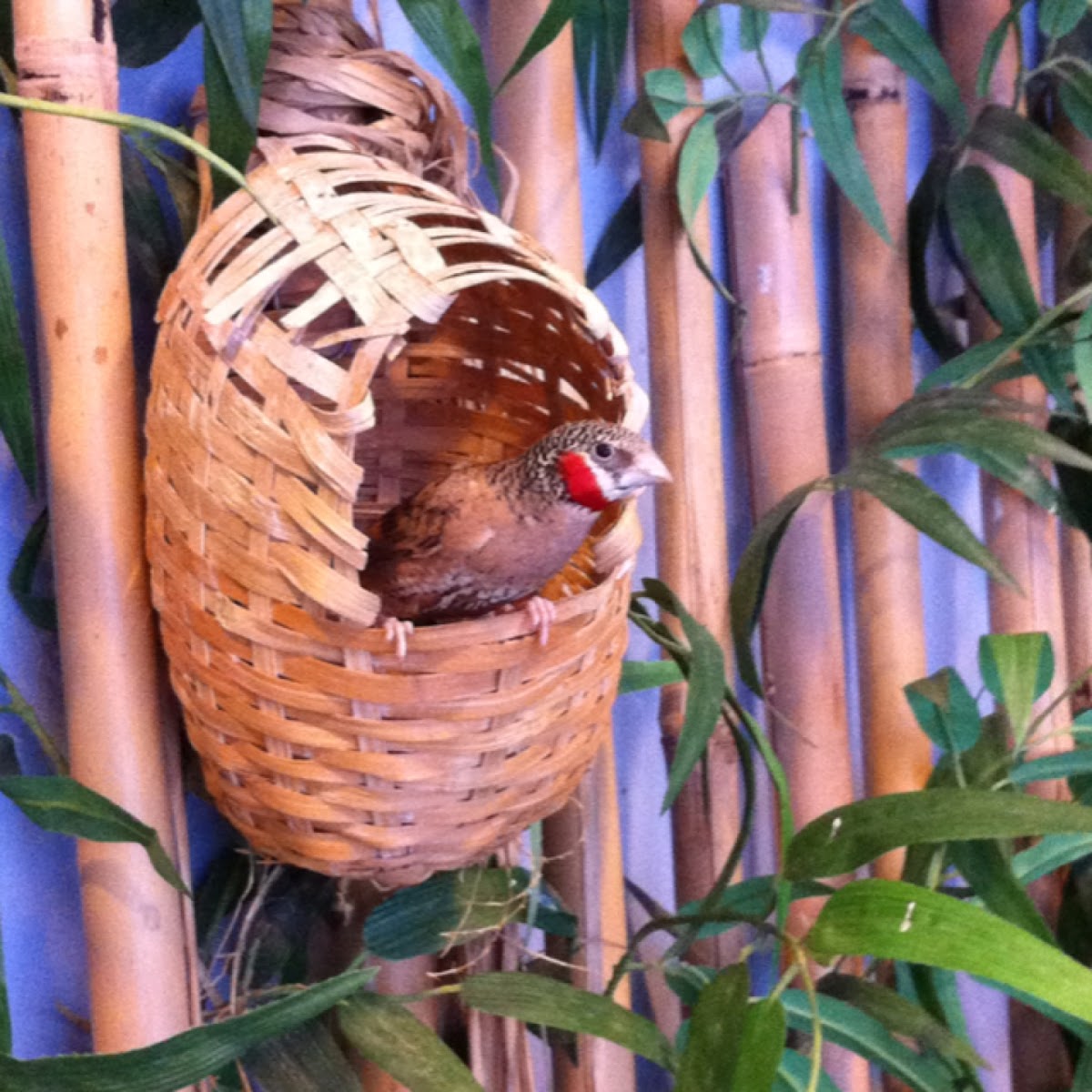 Cutthroat Finch