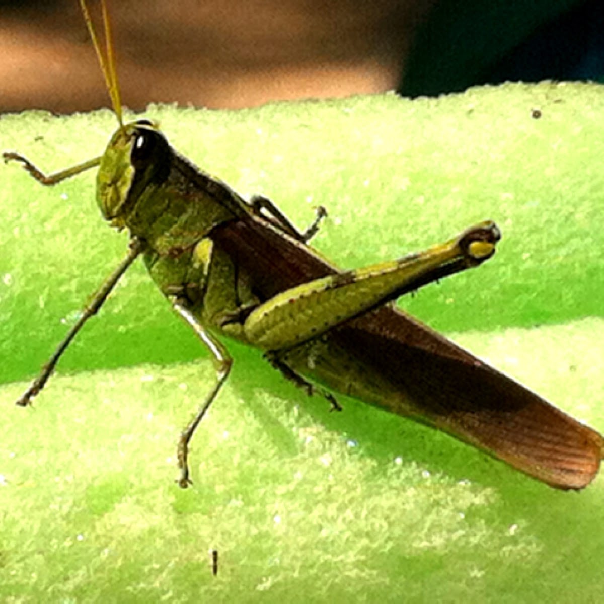 Grasshopper